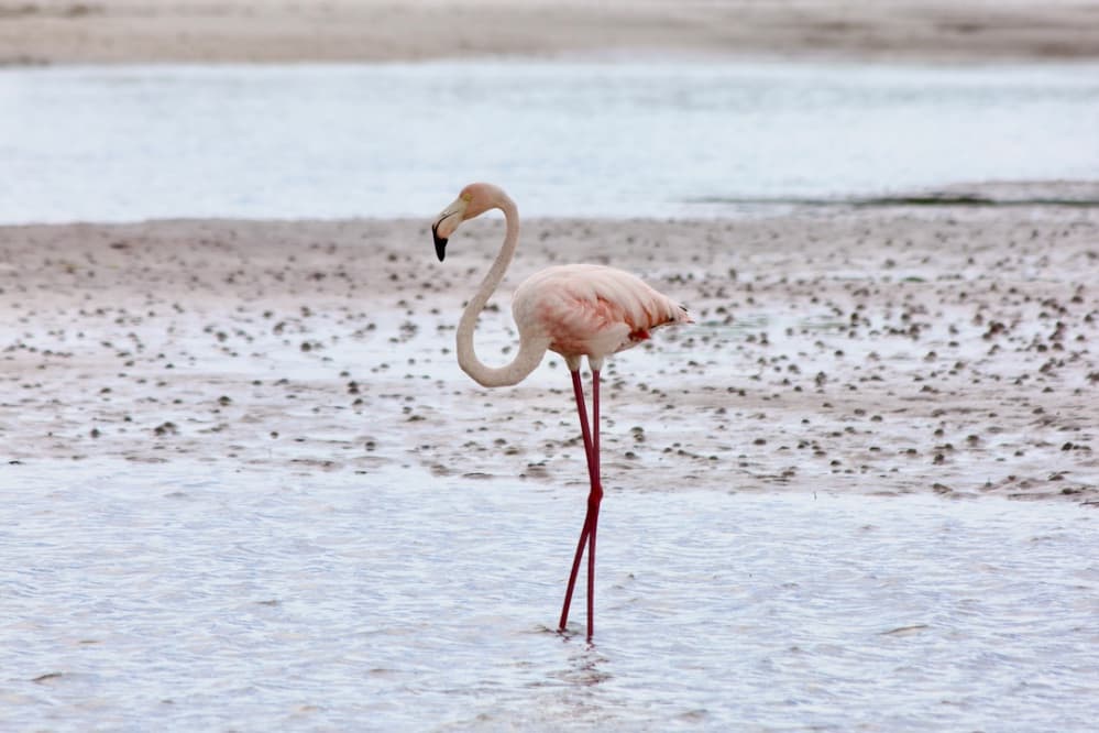 Flamant rose dans les eaux peu profondes de la lagune de Oualidia